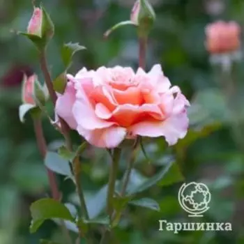 Роза Грейт Экспектейшн флорибунда