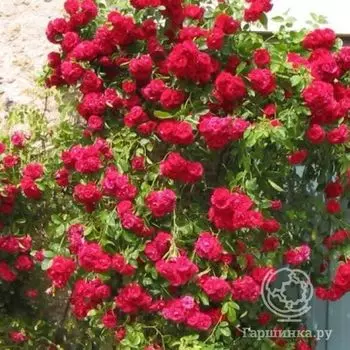 Роза Гримпант Кассандр плетистая, Imperial Rose