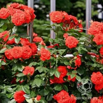 Роза Гримпант Оранж Мейландина плетистая