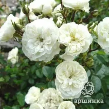Роза Грин Айс спрей, Питомник роз