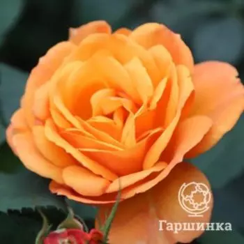 Роза Гуд Эз Голд чайно-гибридная