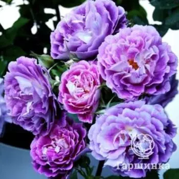 Роза Хаддерсфилд Хорал Сосайети флорибунда, Imperial Rose