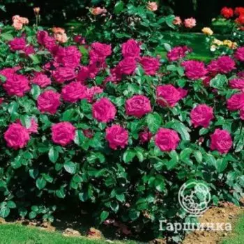 Роза Хайди Клум флорибунда