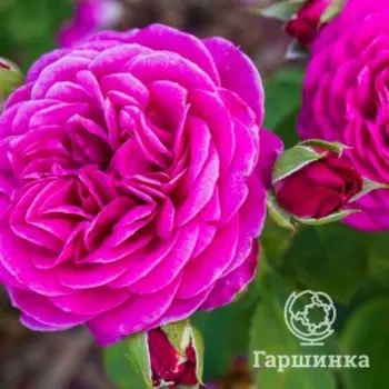 Роза Хайди Клум