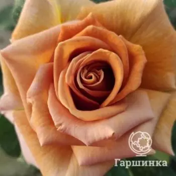 Роза Хани Дижон чайно-гибридная