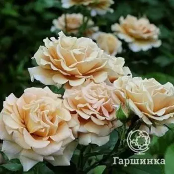 Роза Хани Дижон, Питомник роз