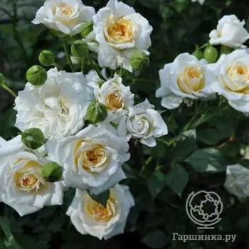 Роза Джейн миниатюрная, Imperial Rose