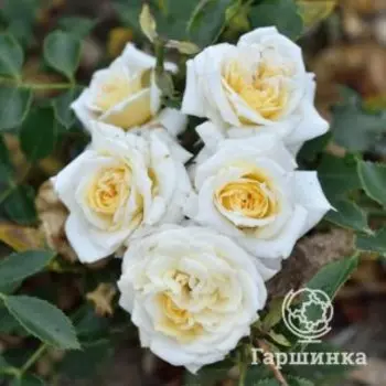 Роза Ханимилк, Питомник роз Королева Роза