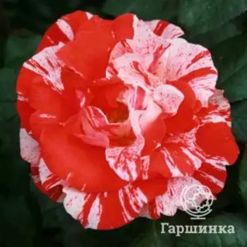 Роза Хэнки Пэнки флорибунда, Питомник роз