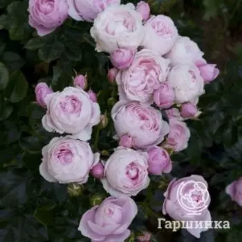 Роза Ханс Геневайн Роуз флорибунда, Тантау