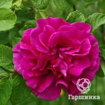 Роза Ханса