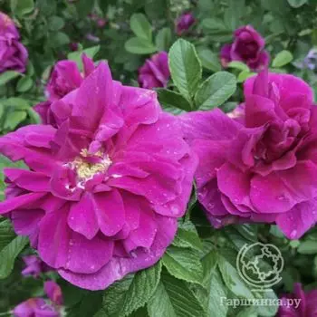 Роза Ханса, Кордес