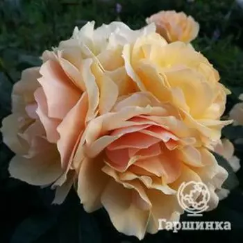 Роза Ханзештадт Росток флорибунда, Тантау