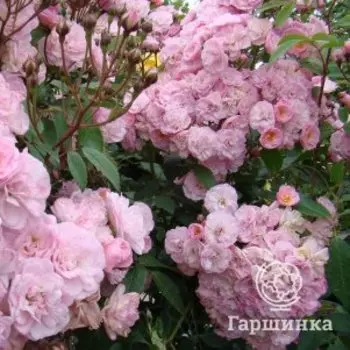 Роза Хэвенли Пинк мускусная, Ленс