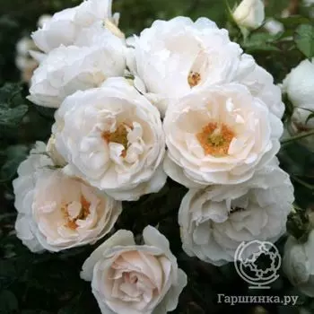 Роза Хелла, Кордес