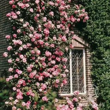 Роза Хендель плетистая, Imperial Rose