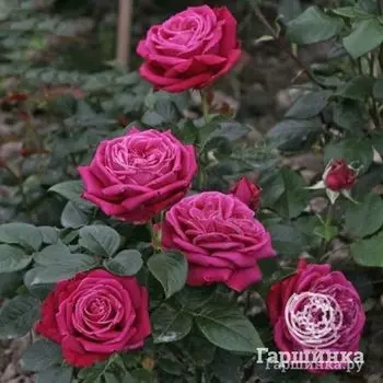 Роза Херальд чайно-гибридная