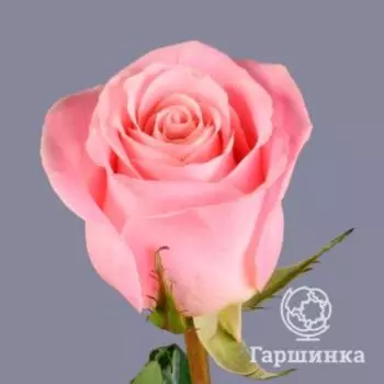 Роза Хермоза, Питомник роз