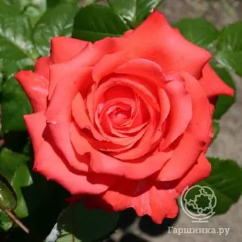 Роза Хольстейнперле чайно-гибридная, Imperial Rose