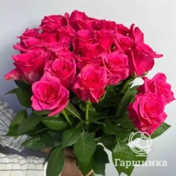 Роза Хот Эксплорер