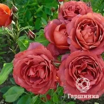 Роза Хот Кокоа, Барни