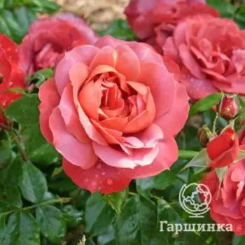 Роза Хот Шоколад