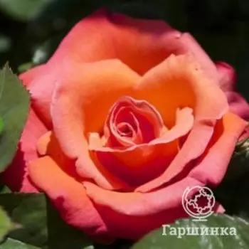 Роза Христофор Колумб чайно-гибридная
