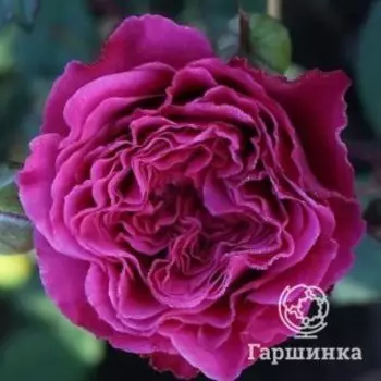Роза Икея