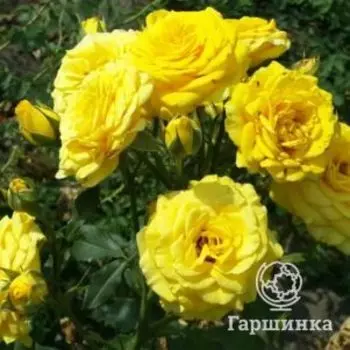 Роза Илиос чайно-гибридная, Imperial Rose