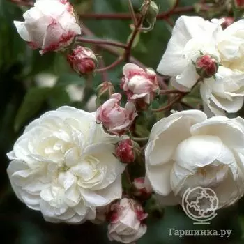 Роза Име Вибер плетистая, Кордес