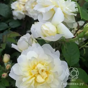 Роза Имоген, Д.Остин кустарниковая