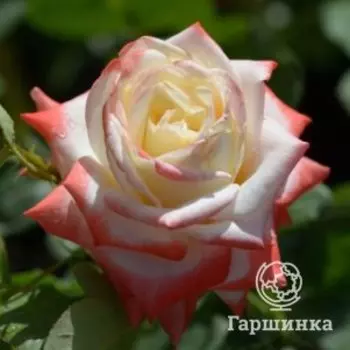 Роза Императрица Фарах чайно-гибридная, Воронежский питомник роз