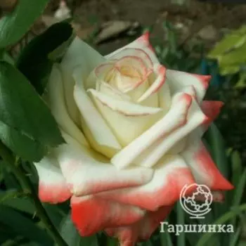 Роза Императрица Фарах, Питомник Розы Фокино