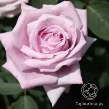 Роза Индиголетта, Кордес