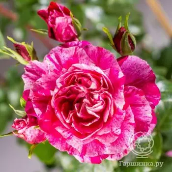 Роза Инес Састр плетистая, Топалович