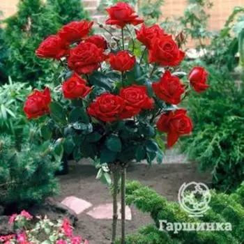 Роза Ингрид Берман на штамбе 90 см