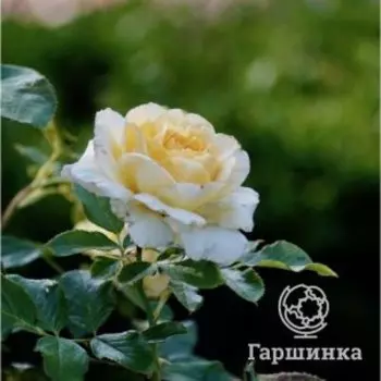 Роза Ингрид Бетанкур шраб