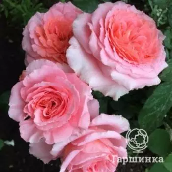 Роза Институт Люмьер, Питомник Розы Фокино