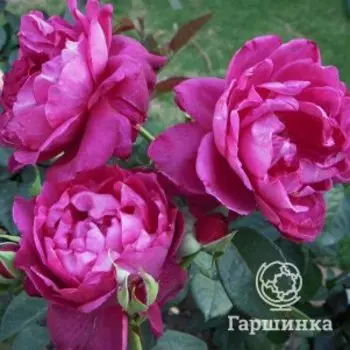 Роза Интрига флорибунда, Питомник роз