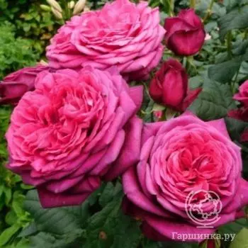 Роза Дивайн чайно-гибридная, Imperial Rose