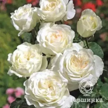 Роза Ирина чайно-гибриднаяоза