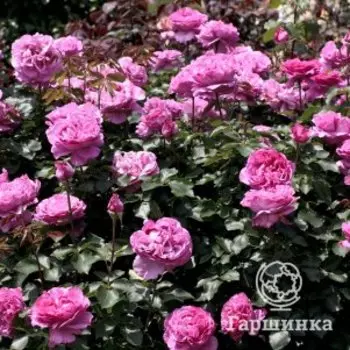 Роза Ив Пьяже чайно-гибридная, Top Roses