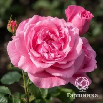 Роза Ив Пьяже чайно-гибридная