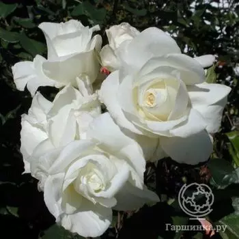 Роза Ивнинг Стар чайно-гибридная, Imperial Rose