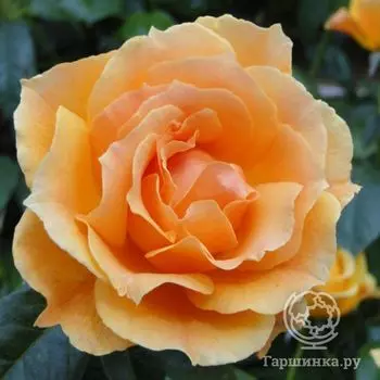 Роза Изи Гоин, Харкнесс