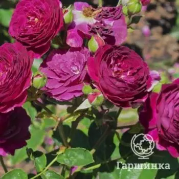 Роза Эбб Тайд