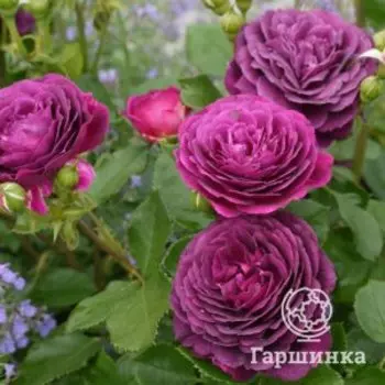 Роза Эбб Тайд флорибунда, Питомник роз