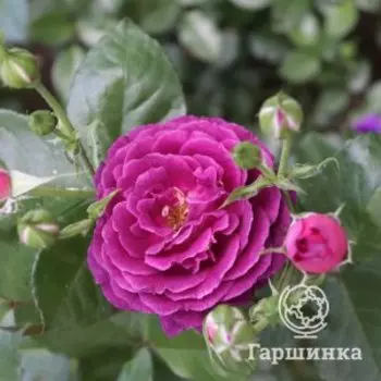 Роза Эбб Тайд, Питомник Розы Фокино