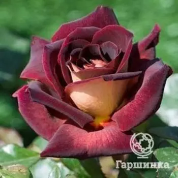 Роза Эдди Митчел чайно-гибридная, Top Roses