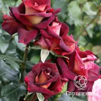 Роза Эдди Митчел